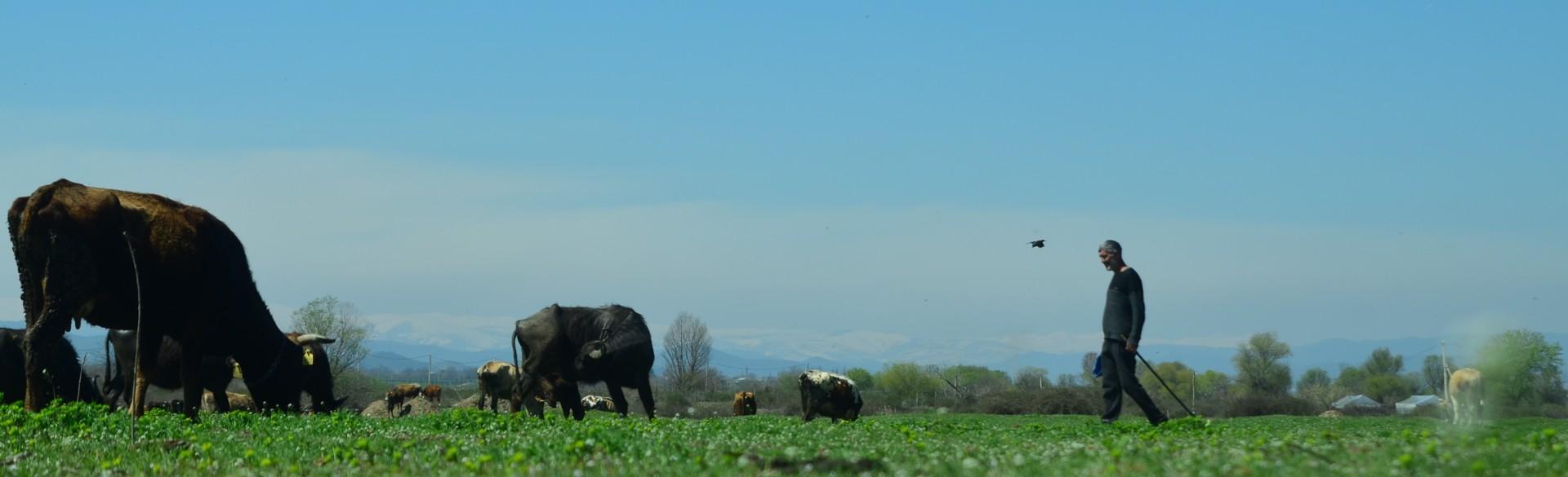 Authentic, Georgian Dairy Products