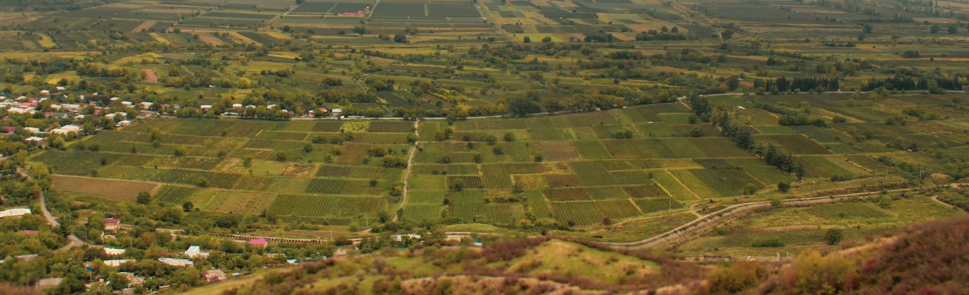 Wine, from Georgian Vineyards